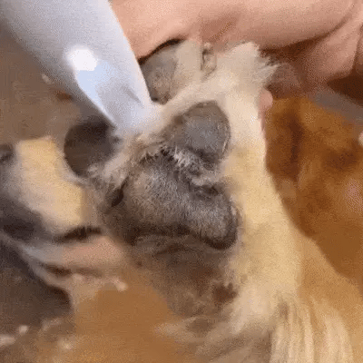 🐾Sanfte Fellpflege – Elektrischer Trimmer für Hunde & Katzen🐾